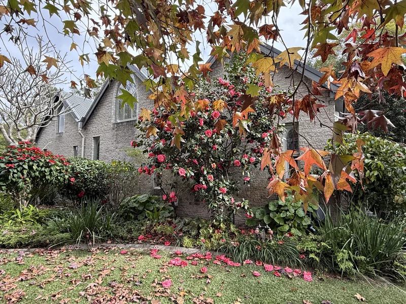 Autumn foliage and camellias outside The Abbey Church